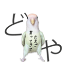 どや顔インコの伝言みて（個別スタンプ：34）