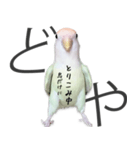 どや顔インコの伝言みて（個別スタンプ：36）