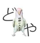どや顔インコの伝言みて（個別スタンプ：37）