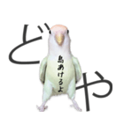 どや顔インコの伝言みて（個別スタンプ：38）