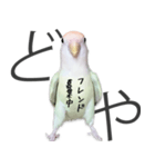 どや顔インコの伝言みて（個別スタンプ：40）