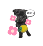 黒犬ぽめぷ「日常②」（個別スタンプ：1）