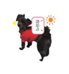 黒犬ぽめぷ「日常②」（個別スタンプ：2）