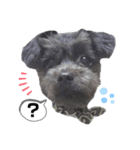 黒犬ぽめぷ「日常②」（個別スタンプ：5）