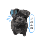 黒犬ぽめぷ「日常②」（個別スタンプ：7）