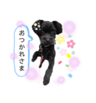 黒犬ぽめぷ「日常②」（個別スタンプ：8）