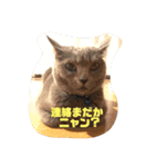 ニャンニャンこスタンプ（個別スタンプ：4）