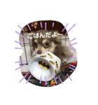 すきすきわんちゃん（個別スタンプ：4）