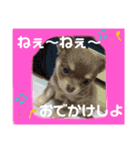 すきすきわんちゃん（個別スタンプ：6）