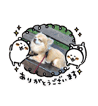 すきすきわんちゃん（個別スタンプ：12）