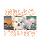 すきすきわんちゃん（個別スタンプ：13）