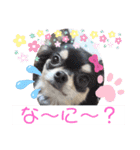 すきすきわんちゃん（個別スタンプ：16）