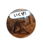 モンキートーク（個別スタンプ：7）