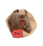 モンキートーク（個別スタンプ：10）