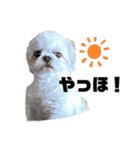 小太郎の日常スタンプ ver.1.0（個別スタンプ：6）