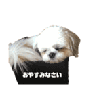 小太郎の日常スタンプ ver.1.0（個別スタンプ：20）