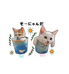 子猫の「のりうに」（個別スタンプ：1）