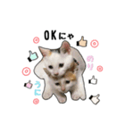 子猫の「のりうに」（個別スタンプ：2）
