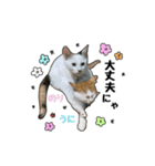 子猫の「のりうに」（個別スタンプ：3）