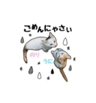 子猫の「のりうに」（個別スタンプ：6）