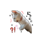 子猫の「のりうに」（個別スタンプ：8）