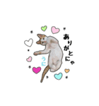 子猫の「のりうに」（個別スタンプ：11）