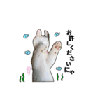 子猫の「のりうに」（個別スタンプ：18）