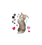 子猫の「のりうに」（個別スタンプ：20）