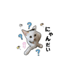 子猫の「のりうに」（個別スタンプ：22）