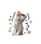 子猫の「のりうに」（個別スタンプ：23）