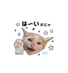子猫の「のりうに」（個別スタンプ：24）
