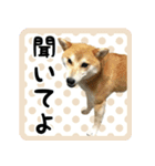 柴犬金太（個別スタンプ：1）