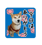 柴犬金太（個別スタンプ：2）