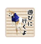 柴犬金太（個別スタンプ：3）