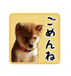 柴犬金太（個別スタンプ：4）