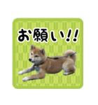 柴犬金太（個別スタンプ：5）