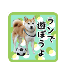 柴犬金太（個別スタンプ：6）