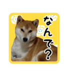 柴犬金太（個別スタンプ：7）