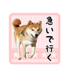 柴犬金太（個別スタンプ：8）