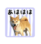 柴犬金太（個別スタンプ：10）