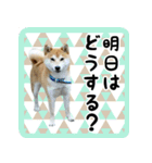 柴犬金太（個別スタンプ：11）