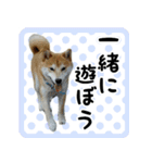 柴犬金太（個別スタンプ：12）