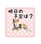 柴犬金太（個別スタンプ：13）