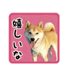 柴犬金太（個別スタンプ：15）