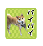 柴犬金太（個別スタンプ：16）