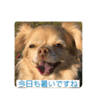 わちるとあぐりの日常使える【敬語】（個別スタンプ：4）