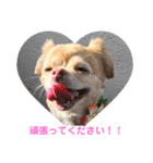 わちるとあぐりの日常使える【敬語】（個別スタンプ：7）