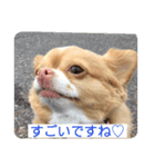 わちるとあぐりの日常使える【敬語】（個別スタンプ：9）