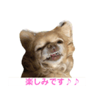 わちるとあぐりの日常使える【敬語】（個別スタンプ：12）