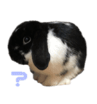 たれ耳うさぎ うにちゃん2（個別スタンプ：4）